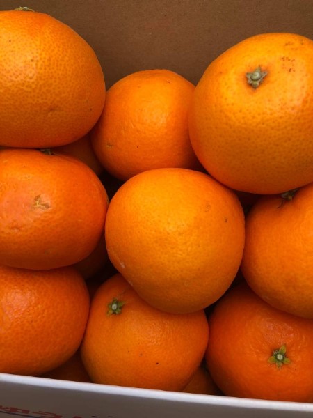 愛果28号 ジュース 1本 農薬不使用 肥料不使用 みかんジュース 愛媛 果汁100％ 陽だまり娘 数量限定 柑橘  ストレート 伊予市｜A19