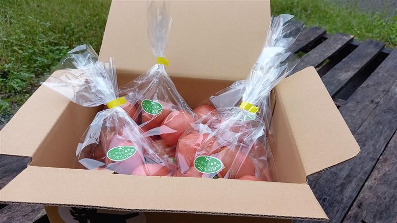 トマト 2kg 麗月 産地直送 野菜  新鮮 サラダ 赤熟 くぼなか農園 愛媛 伊予市 | A66