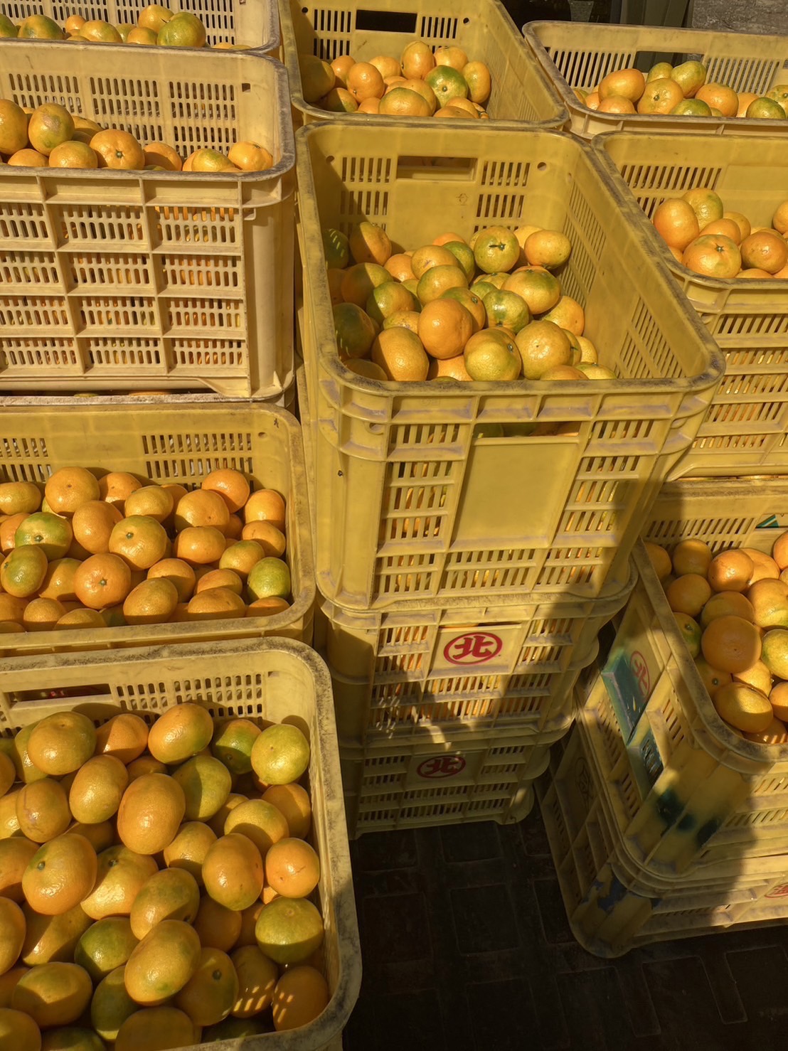 極早生みかん 3kg ご家庭用 農園直送 先行予約 【10月上旬から順次発送予定】 愛媛 数量限定 愛媛県産 人気 柑橘 伊予市｜ A98