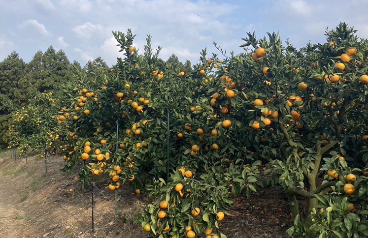 早生みかん 3kg ご家庭用 農園直送 先行予約 【11月以降順次発送予定】 愛媛 数量限定 愛媛県産 人気 柑橘 伊予市｜ A99