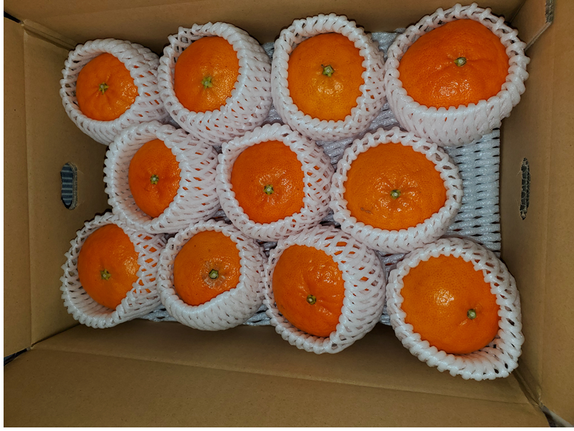 みかん 愛媛 甘平（5kg）サイズM～5L 人気 数量限定 先行予約 柑橘 伊予市 【2026年1月下旬から順次発送予定】｜B104