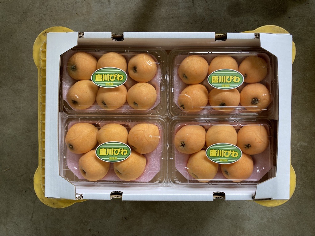 びわ 唐川びわ 約1.4kg（350g×4パック）L～3Lサイズ｜B126