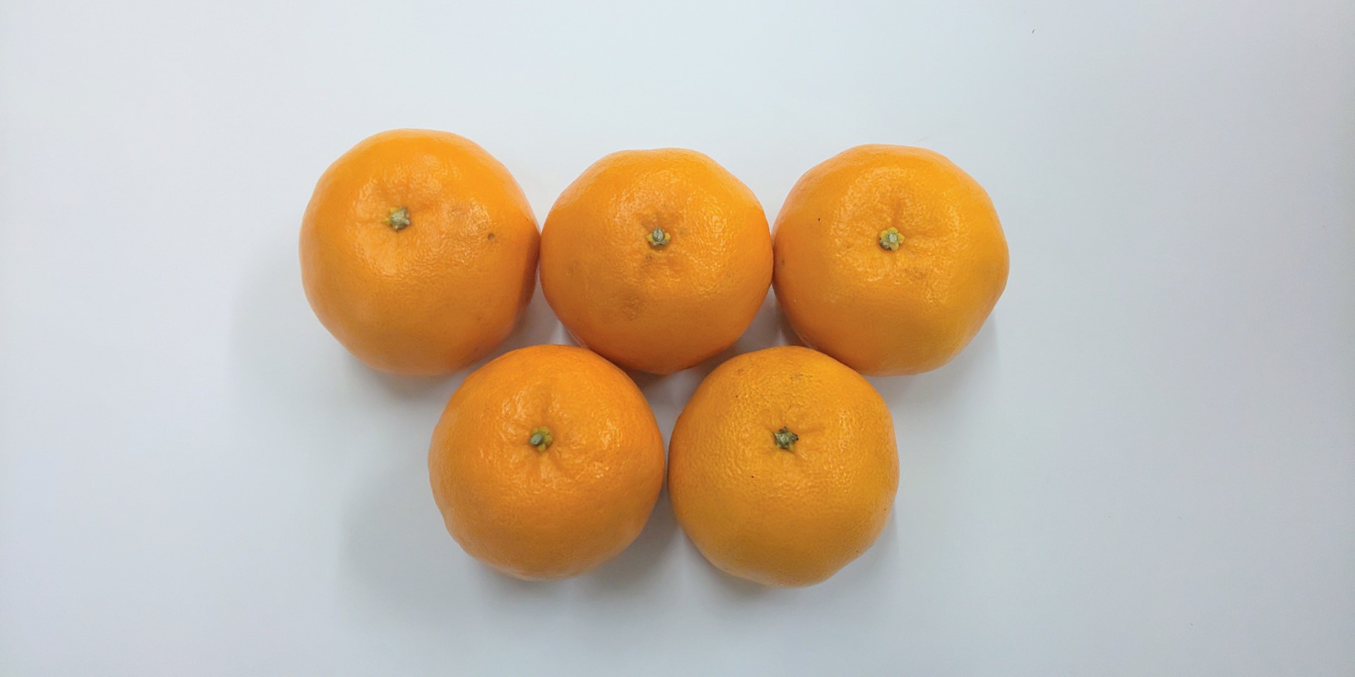 訳あり ポンカン 5kg ご家庭用 みかん 人気 数量限定 先行予約 柑橘 伊予市 【2026年1月中旬以降順次発送】｜B147