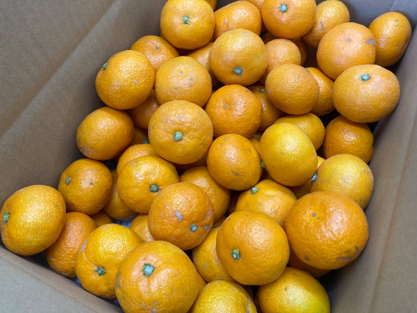 訳あり 温州みかん 5kg ご家庭用 人気 数量限定 先行予約 愛媛 みかん 柑橘 【2025年11月上旬以降発送】｜B149