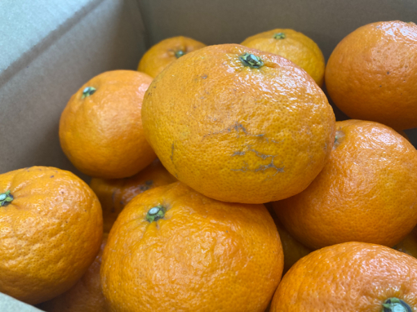 訳あり 甘平 5kg ご家庭用 人気 数量限定 先行予約 みかん 愛媛 柑橘 【2026年1月下旬以降順次発送】 | B151