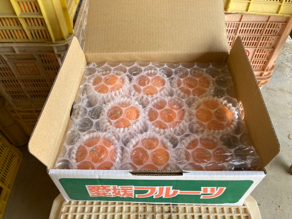 【2026年3月発送予定】愛果48号 2kg L～2Lサイズ 紅プリンセス同一品種 農園直送 みかん 愛媛 人気 数量限定 先行予約 柑橘 伊予市｜B169