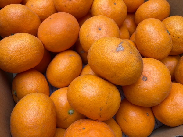 みかん 愛媛 早生みかん 約4kg 人気 数量限定 柑橘 伊予市｜B173