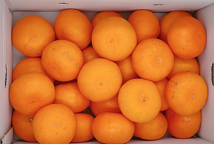 みかん 愛媛 せとか（約5kg）L～3Lサイズ ご家庭用 バラ詰め 【2月中旬から順次発送予定】 人気 数量限定 先行予約 柑橘 伊予市｜B193