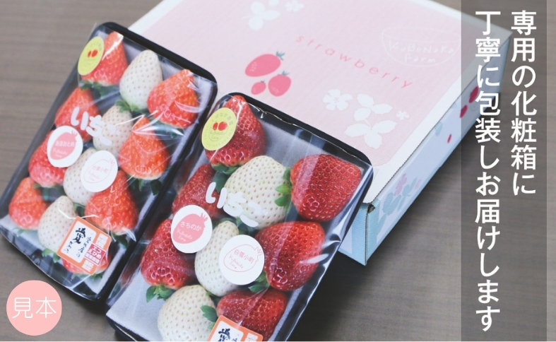 いちご 紅白いちご ランダム ３種食べ比べセット 農園直送 （赤いちご２品種＋白いちご） くぼなか農園 数量限定 愛媛 人気 伊予市｜B20