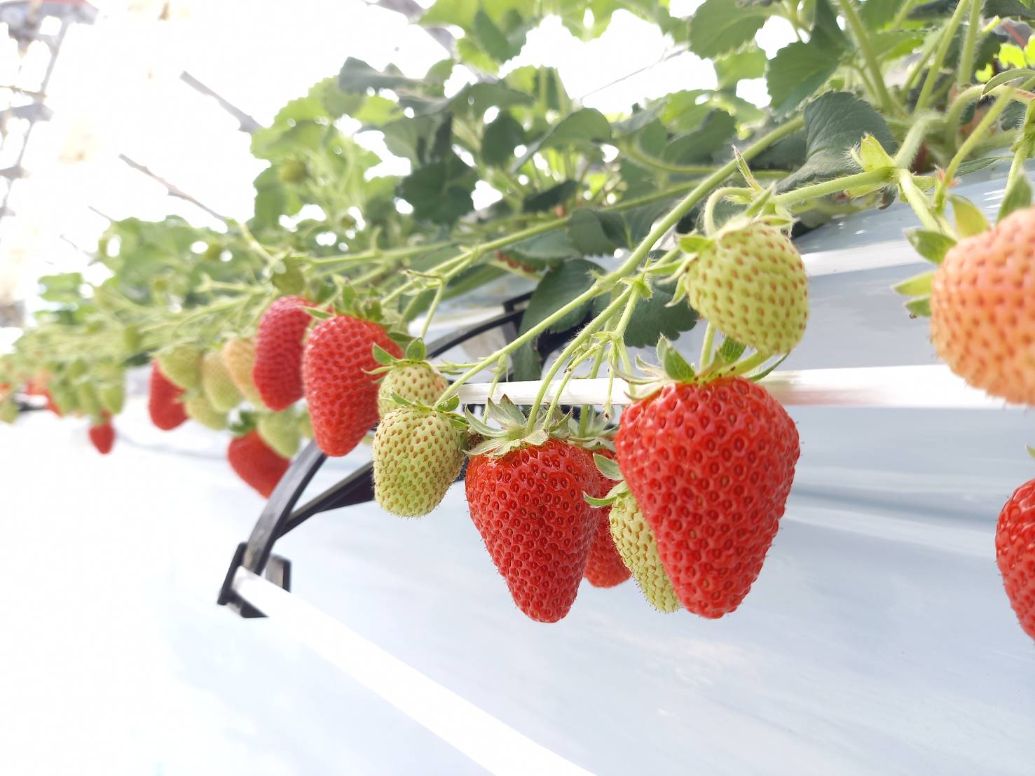いちご 2パック 農園直送  ランダム 2品種 食べ比べ さちのか おいCベリー あまおとめ 紅い雫 かおり野 スターナイト みくのか 数量限定 愛媛 人気 伊予市 くぼなか農園｜B201
