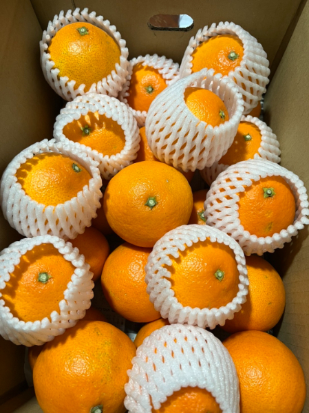 ジュース ギフト みかん 2本 愛果28号  農薬不使用 肥料不使用 みかんジュース 愛媛 果汁100％ 陽だまり娘 数量限定 柑橘 ストレート 伊予市｜B240