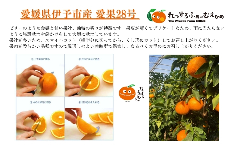 みかん 愛媛県 愛果28号 5kg ご家庭用 訳あり レッスルファーム 紅まどんなと同一品種【2026年11月下旬から順次発送予定】先行予約 数量限定 おすすめ 美味しい おいしい グルメ フルーツ くだもの 愛媛県産 人気 柑橘 伊予市｜B251