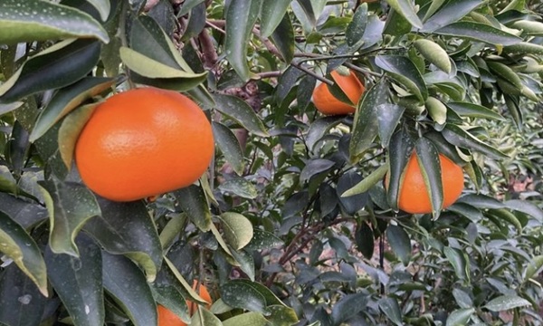 せとか 3kg 優品 12～15個 先行予約 レッスルファーム みかん 愛媛 数量限定 お取り寄せ おすすめ 美味しい おいしい グルメ フルーツ くだもの 愛媛県産 人気 柑橘 伊予市｜B258