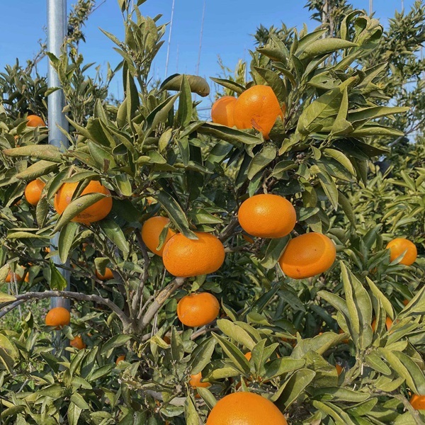 せとか 約1.7kg 12玉 みかんのおと みかん 愛媛 先行予約 【2026年4月以降発送】 数量限定 愛媛県産 人気 柑橘 伊予市｜B309