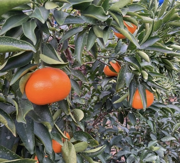 せとか（施設・露地）5kg ご家庭用 訳あり レッスルファーム みかん 愛媛【2026年1月下旬順次発送】先行予約 数量限定 おすすめ 美味しい おいしい グルメ フルーツ くだもの 愛媛県産 人気 柑橘 伊予市｜B420