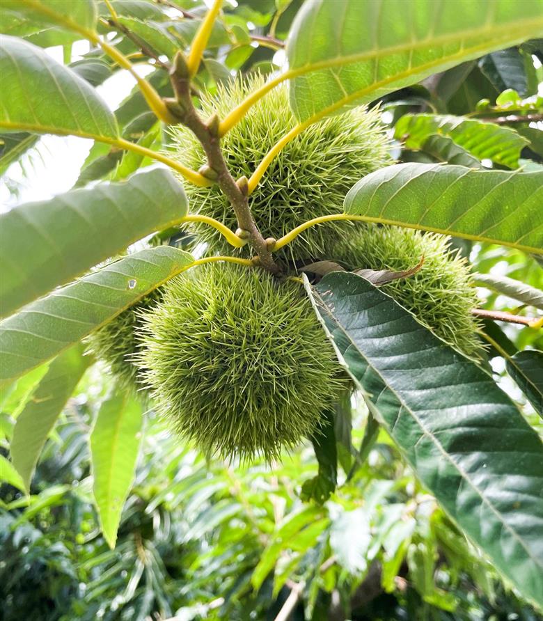 中山栗 L～4Lサイズ 2kg 愛媛県ブランド 大粒 濃厚な甘み ホクホク 焼き栗 栗ごはん 中山町 伊予市 愛媛 | B424