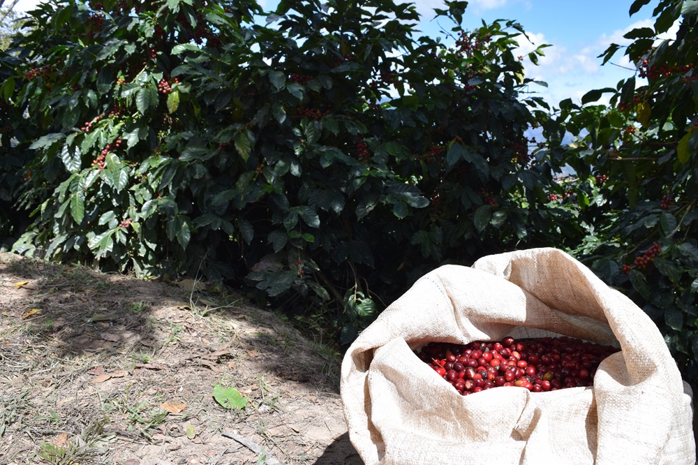 コーヒー 粉 200g 珈琲 飲料 ホンジュラス産 中深煎り 焙煎 無農薬 アンヘルさんのコーヒー カトラッチャコーヒー焙煎所 香り コク プレゼント ギフト 愛媛 伊予市｜B432-a