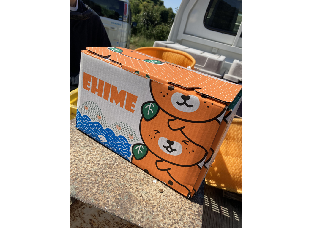 レモン 3kg ご家庭用 バラ詰め ユーレカ 愛媛 【10月から順次発送予定】 数量限定 檸檬 柑橘 フルーツ ビタミン 国産 伊予市｜B459