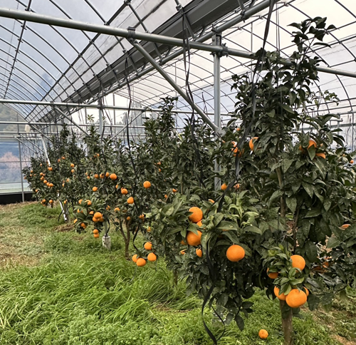 みかん 愛果48号 5kg Mサイズ バラ詰め 紅プリンセスと同一品種 農園直送 先行予約 【3月上旬から順次発送予定】 愛媛 数量限定 愛媛県産 人気 柑橘 伊予市｜ B513