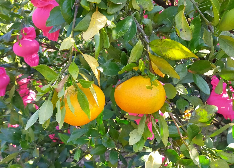 みかん 甘平 約2.5kg バラ詰め 数量限定【2月上旬から順次発送予定】  愛媛 人気 柑橘 国産 フルーツ 伊予市｜B519