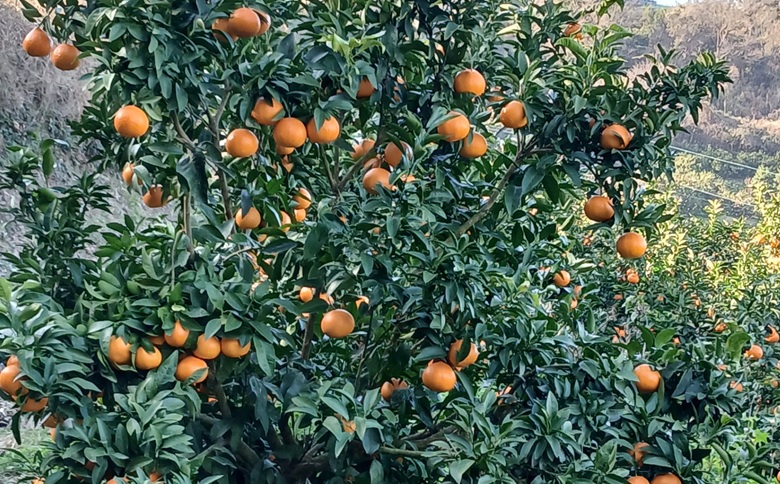 みかん 愛果48号 5kg ご家庭用 紅プリンセスと同一品種 農園直送 先行予約 【3月下旬から順次発送予定】 愛媛 数量限定 愛媛県産 人気 柑橘 国産 フルーツ 伊予市｜B526