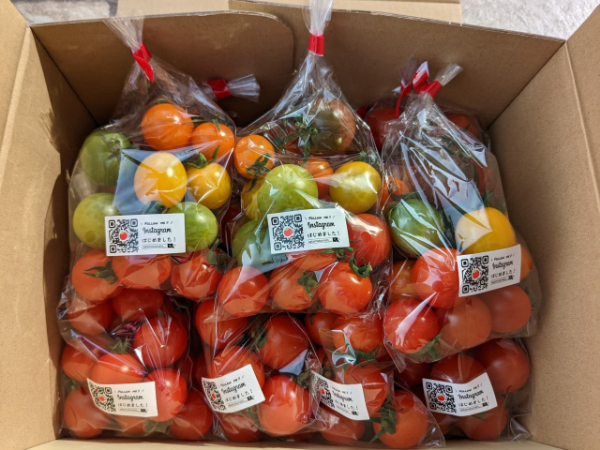 ミニトマト 160g?180g×10袋 カラートマト 【2025年12月上旬から順次発送予定】 食べくらべ 農園直送 完熟 愛媛 人気 伊予市｜B81