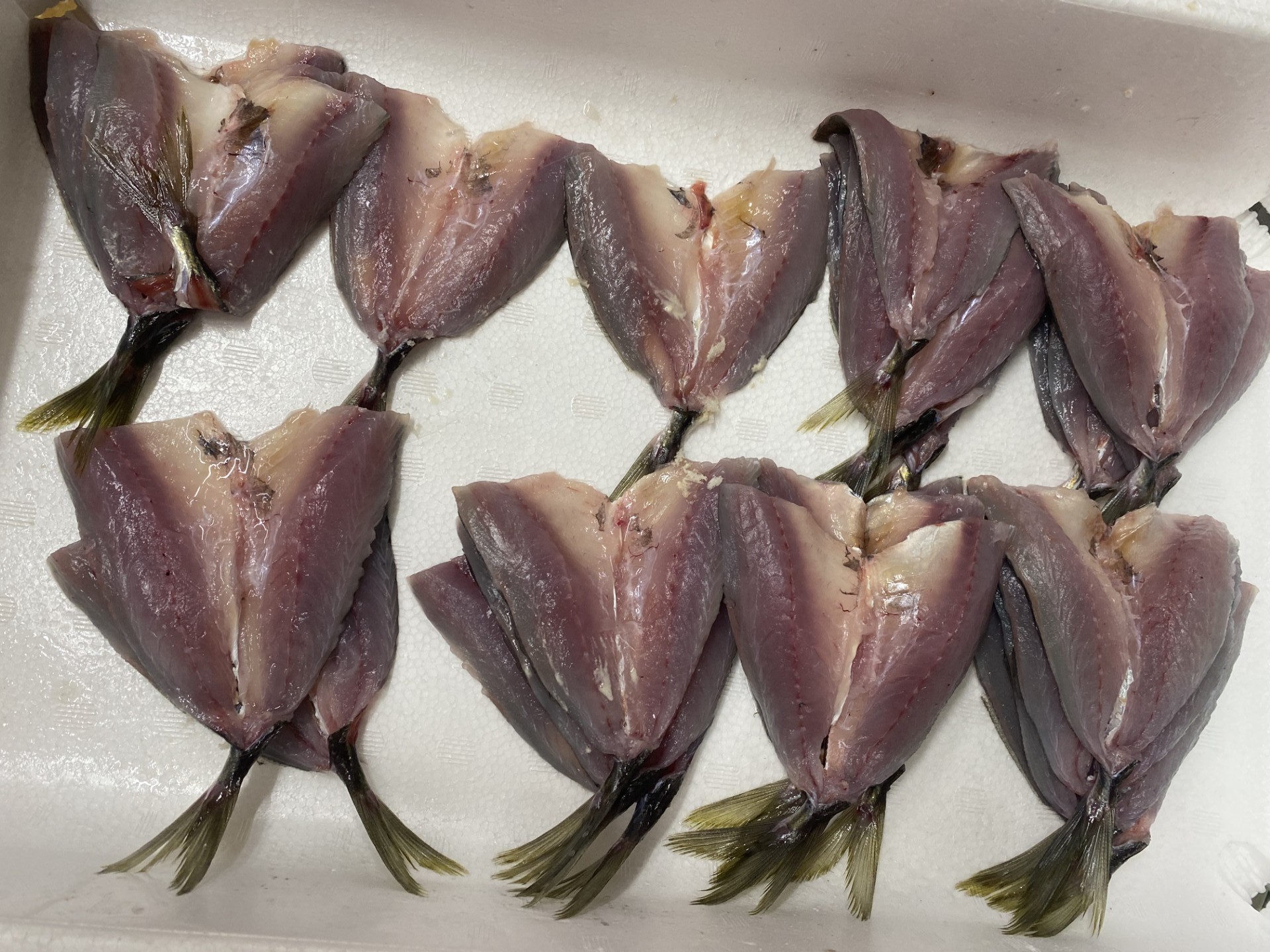 アジフライ 国産 個包装 24枚入り 魚屋さんが作った 自家製 鯵 開き おかず あじフライ お手軽 惣菜 吉井鮮魚 愛媛 伊予市｜C103