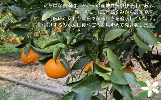 みかん 愛媛 せとか 約3kg 5～6玉（3L～4Lサイズ） 贈答用 化粧箱入り 先行予約 【2026年2月以降発送】 数量限定 愛媛県産 人気 柑橘 伊予市｜C123