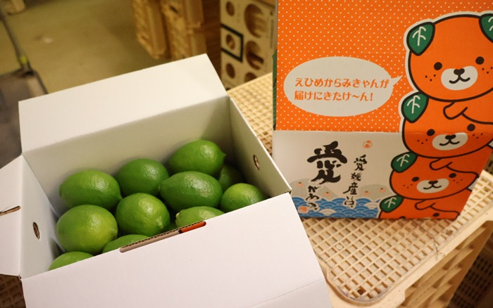  レモン グリーンレモン 愛媛 温室レモン ハウスレモン 2.5kg 【8月下旬から順次発送予定】 数量限定 檸檬 柑橘 フルーツ ビタミン 国産 伊予市｜C132