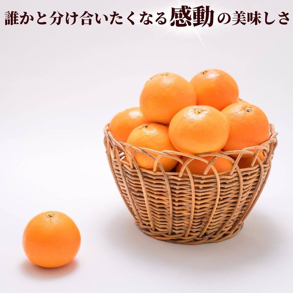 【2026年先行予約】みかん 愛果28号 8〜12玉 Lサイズ以上 贈答用 紅まどんな同一品種 【2026年12月以降順次発送予定】 愛媛 数量限定 愛媛県産 人気 柑橘 フルーツ 国産 おすすめ 伊予市｜C183