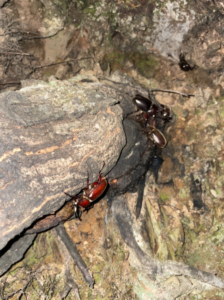 虫採り合宿（カブトムシ・クワガタ）in伊予市～向井虫店プレゼンツ～ 虫採り体験 体験型 虫 虫好き カブトムシ ヒラタクワガタ ノコギリクワガタ コクワガタ 愛媛県 伊予市 | C40