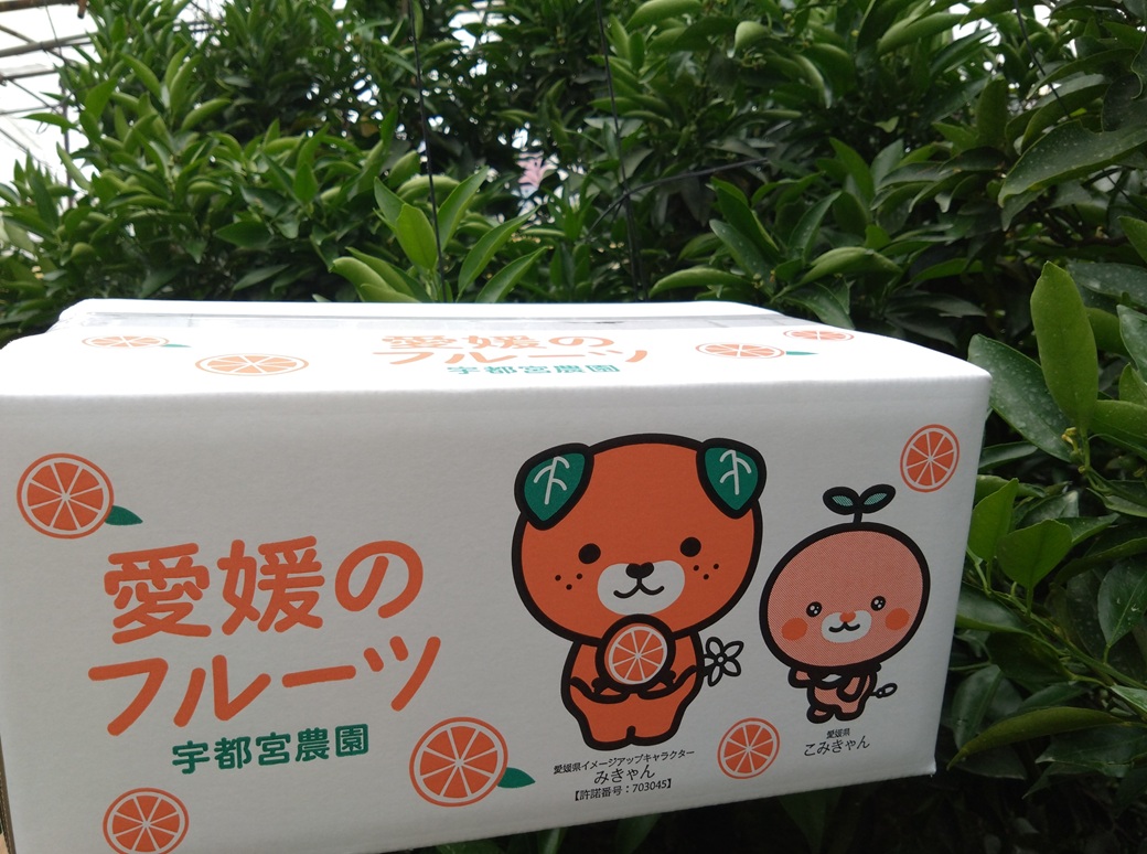 せとか バラ詰め 5kg 先行予約 【2026年2月以降発送】 愛媛 数量限定 愛媛県産 人気 柑橘 伊予市｜C55