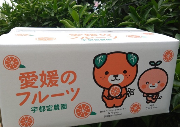 愛果28号 バラ詰め 5kg 紅まどんなと同一品種 みかん 先行予約 【12月以降順次発送予定】 愛媛 数量限定 愛媛県産 人気 柑橘 伊予市｜C57