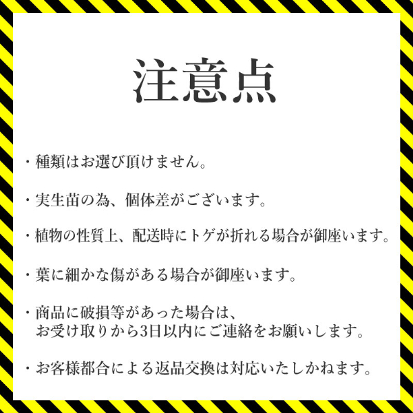 多肉植物 インテリア アガベ ユタエンシス＆ユタエンシス・カイバベンシス 3.5号黒鉢 四国ガーデン 各１ポット 人気 観葉植物 グリーン リラックス 初心者でも育てやすい｜D09