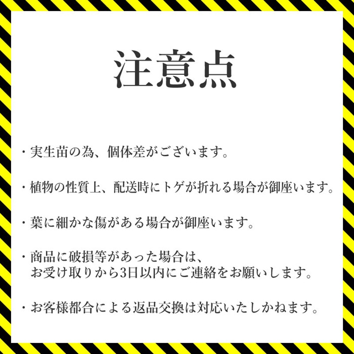 多肉植物 インテリア アガベ チタノタ銘品3種 セット 3.5号鉢 ブラック＆ブルー シーザー パンダ 四国ガーデン 人気 観葉植物 グリーン リラックス 伊予市｜D51