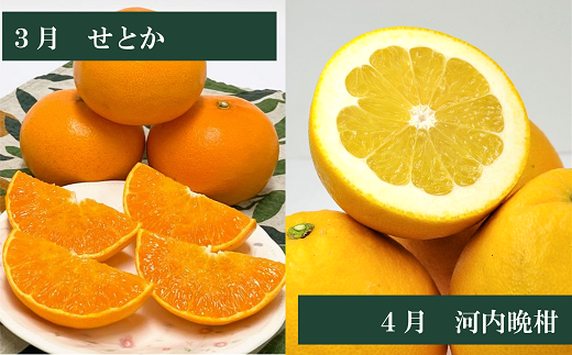 えひめかんきつ定期便（全６回）柑橘 紅まどんな 日の丸みかん 伊予柑 デコポン せとか 河内晩柑  | F01