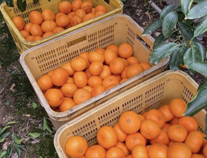 【2027年先行予約】みかん 愛媛県 せとか 3kg 優品 12～15個 レッスルファーム 【2027年1月中旬以降発送】 数量限定 おすすめ 美味しい おいしい グルメ フルーツ くだもの 愛媛県産 人気 柑橘 伊予市｜B258