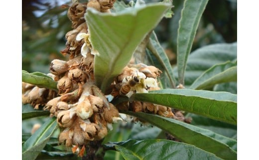 はちみつ びわ蜜×２本【2026年1月末以降発送】藤田養蜂場 ハチミツ 蜂蜜｜B38