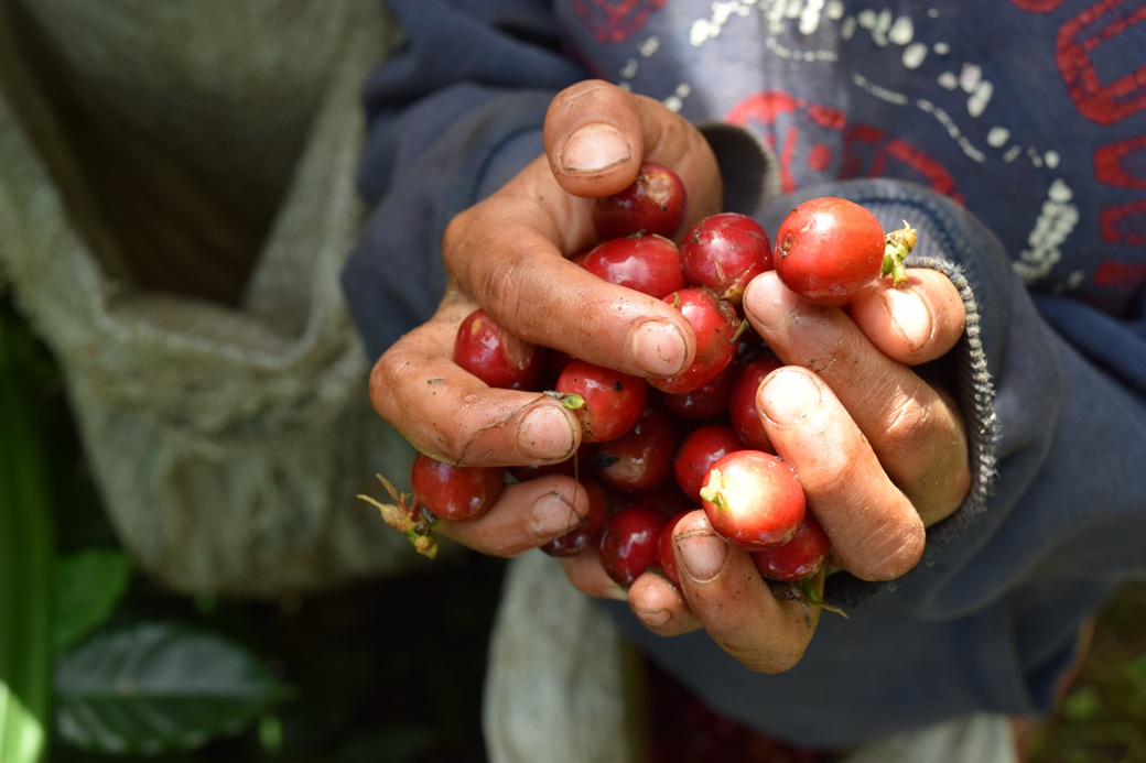 コーヒー 珈琲 飲料 コーヒー豆 200g ホンジュラス産 浅煎り 焙煎 無農薬 ディオニシオさんのコーヒー カトラッチャコーヒー焙煎所 香り コク プレゼント ギフト 愛媛 伊予市｜B431