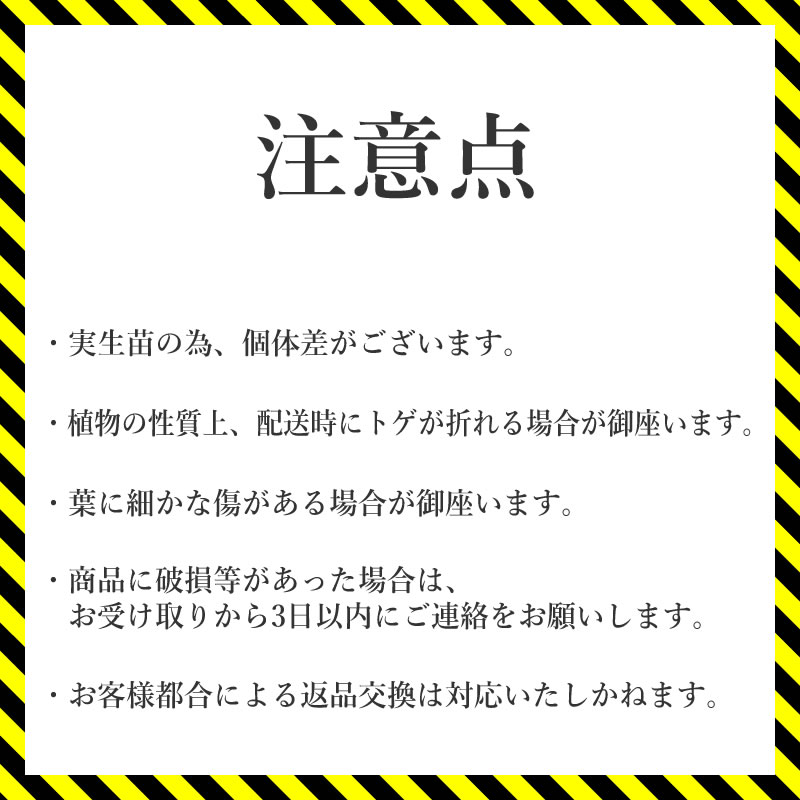 アガベ・チタノタ 「凱撒（シーザー）」 3.5号鉢 四国ガーデン 人気 多肉植物 インテリア 観葉植物 グリーン リラックス | B447