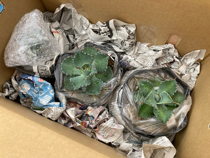 多肉植物 インテリア アガベ チタノタ銘品2種 セット 3.5号鉢 白鯨 ブラック＆ブルー 四国ガーデン 人気 観葉植物 グリーン リラックス 伊予市｜C134