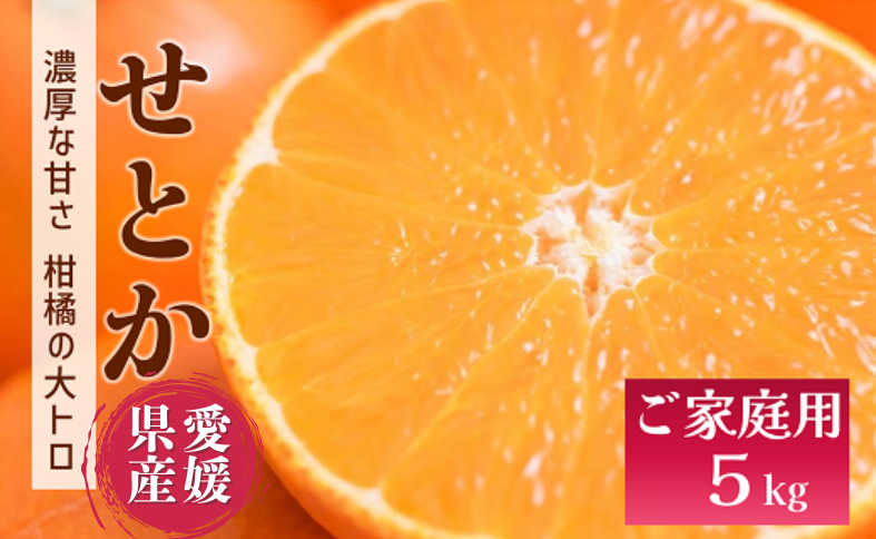 せとか みかん 愛媛 10玉 贈答用 人気 数量限定 先行予約 【2026年2月上旬以降発送】 柑橘 愛媛県産 伊予市｜C129