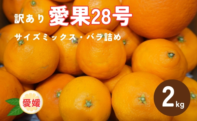 訳あり 愛果28号 2kg サイズミックス 【2026年12月以降発送】 紅まどんなと同一品種 みかん 愛媛 数量限定 先行予約 柑橘 伊予市｜A128
