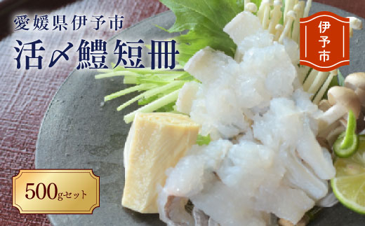 【期間限定】活〆鱧（ハモ）短冊500ｇセット 冷蔵 船上活締め 鱧ちり鍋 北風鮮魚 愛媛県 伊予市|B101