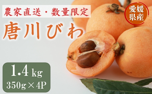 びわ 唐川びわ 約1.4kg（350g×4パック）L～3Lサイズ｜B126