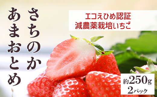 いちご さちのか・あまおとめ食べ比べセット 数量限定 農園直送 愛媛 人気 伊予市 くぼなか農園 ｜B14
