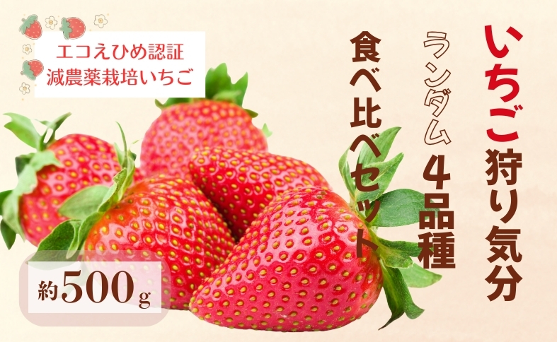 いちご 高級 ぜいたく いちご狩り気分 ランダム 4品種食べ比べセット あまおとめ 紅い雫 さちのか おいCベリー スターナイト かおり野 みくのか 数量限定 農園直送 ギフト 愛媛 人気 伊予市 くぼなか農園｜B15