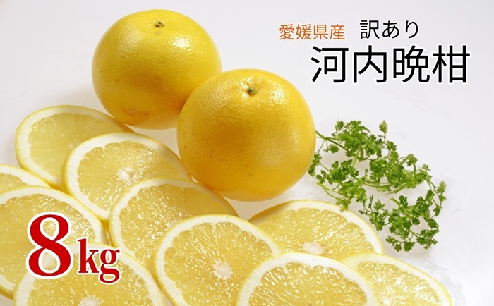 訳あり 河内晩柑 8kg ご家庭用 人気 【2026年4月以降順次発送】かわちばんかん 数量限定 先行予約  さっぱりした甘味 みかん 柑橘 蜜柑 くだもの フルーツ 国産 愛媛 伊予市｜B150