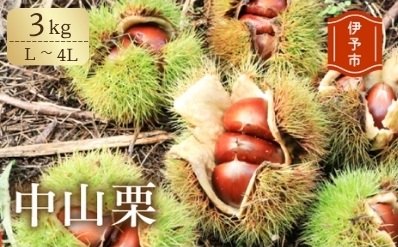中山栗 L～4Lサイズ 3kg 愛媛県ブランド 大粒 濃厚な甘み ホクホク 焼き栗 栗ごはん 中山町 伊予市 愛媛 | B158