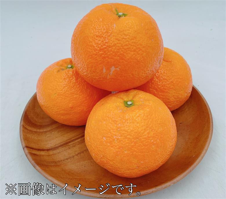 みかん 愛媛 伊予柑 L～2Lサイズ（約10kg）【2026年1月中旬から順次発送予定】 人気 数量限定 柑橘 伊予市｜B161